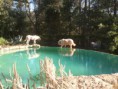 /album/galerie-de-photos-photos-piscine/a8-2-jpg/